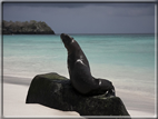 foto Flora e la fauna della Isole Galapagos